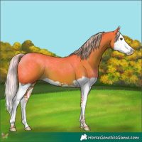 Horse Color:Watercolor Liver Chestnut Splash 