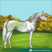 Horse Color:Watercolor Silver Black Splash 