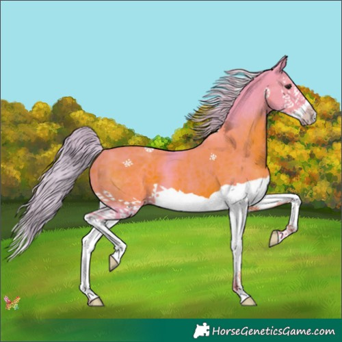 Horse Color:Watercolor Silver Black Splash 