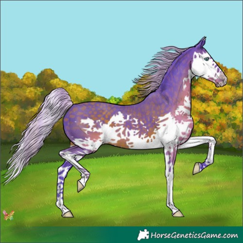 Horse Color:Watercolor Silver Black Splash 