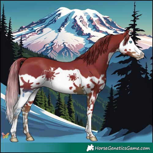 Horse Color:Watercolor Liver Chestnut Splash 
