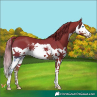 Horse Color:Watercolor Liver Chestnut Splash