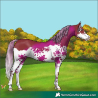 Horse Color:Watercolor Liver Chestnut Splash 