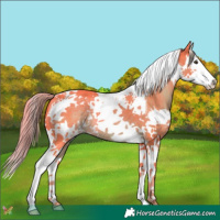 Horse Color:Watercolor Liver Chestnut Splash Tobiano