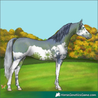 Horse Color:Watercolor Brown Splash 