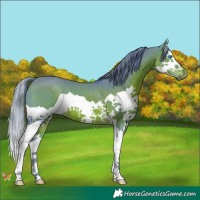 Horse Color:Watercolor Brown Splash 