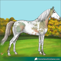 Horse Color:Watercolor Silver Black Splash Tobiano