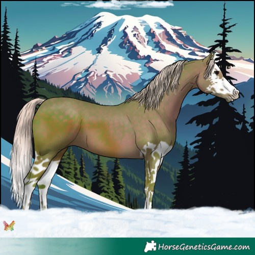 Horse Color:Watercolor Silver Black Splash 