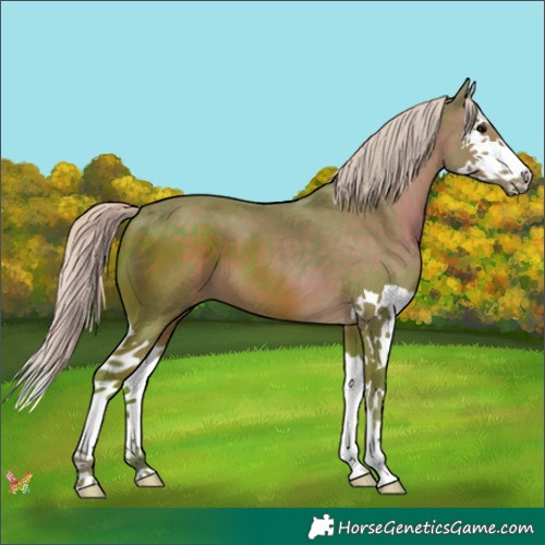 Horse Color:Watercolor Silver Black Splash 