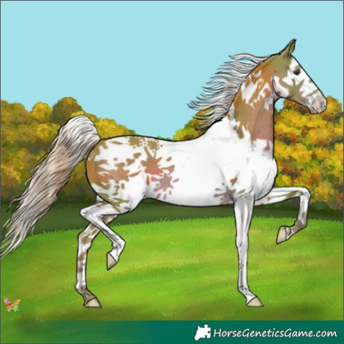 Horse Color:Watercolor Liver Chestnut Splash Tobiano 