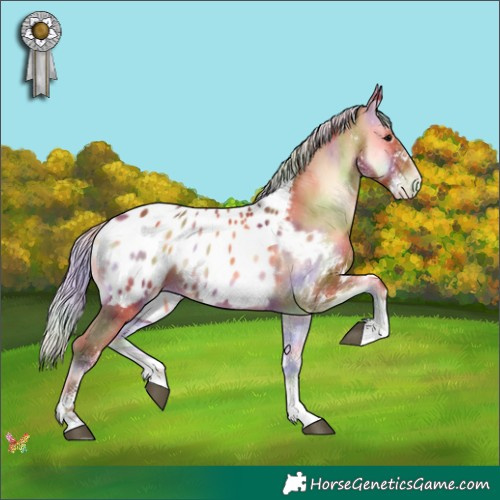 Horse Color:Nacre White Spotted Silver Bay Onyx Appaloosa 