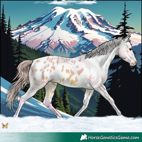 Horse Color:Watercolor Buckskin Tobiano Appaloosa 