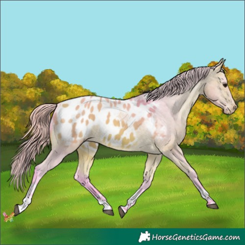 Horse Color:Watercolor Buckskin Tobiano Appaloosa 
