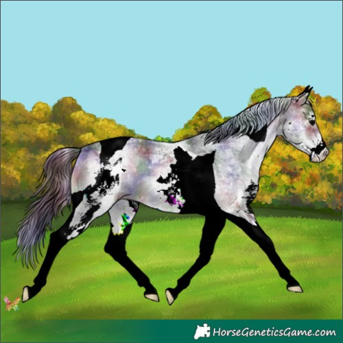Horse Color:Nacre White Spotted Blue Onyx Tobiano 