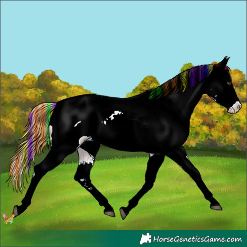 Horse Color:Painted White Spotted Red Dun Appaloosa 