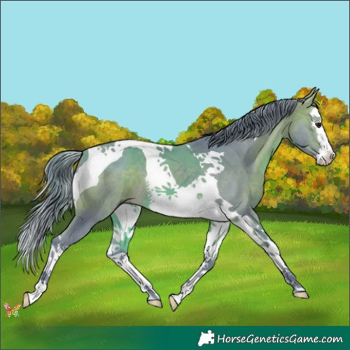 Horse Color:Watercolor Buckskin Splash Tobiano 