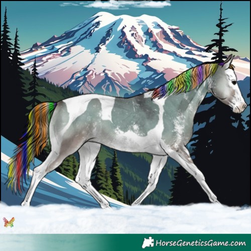 Horse Color:Painted Grullo Onyx Sabino Splash Tobiano 