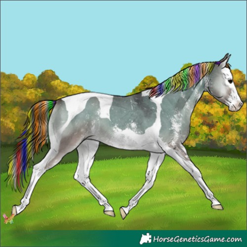 Horse Color:Painted Grullo Onyx Sabino Splash Tobiano 