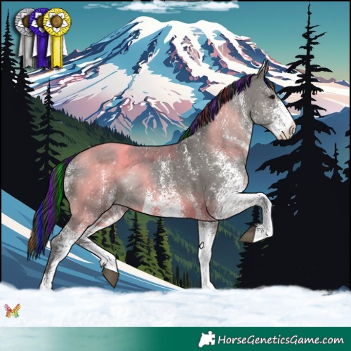 Horse Color:Painted White Spotted Grullo Rabicano 