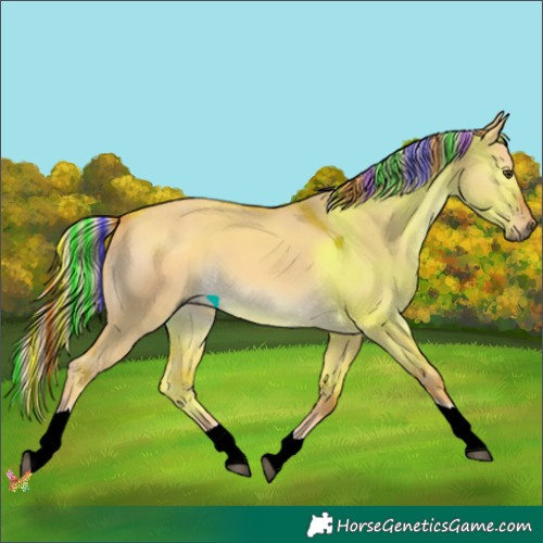 Horse Color:Painted Palomino Dun Tobiano 