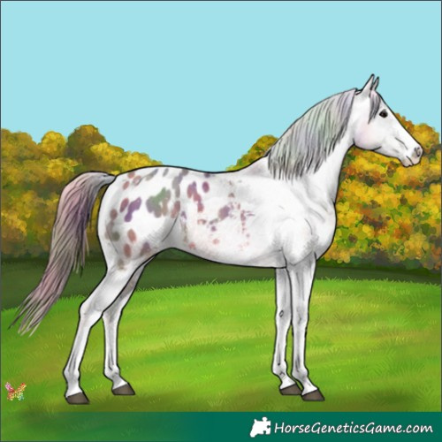 Horse Color:Nacre White Spotted Grullo Appaloosa 