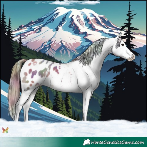 Horse Color:Nacre White Spotted Grullo Appaloosa 