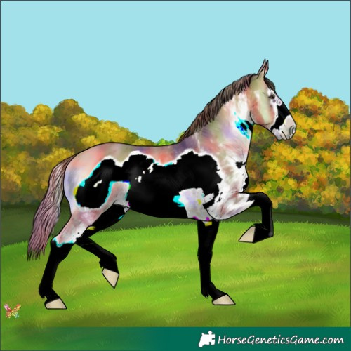Horse Color:Nacre White Spotted Red Onyx Splash Frame Rabicano 