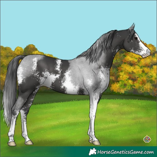 Horse Color:Black Sabino