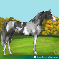 Horse Color:Black Sabino 