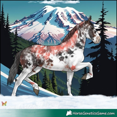 Horse Color:White Spotted Brown 