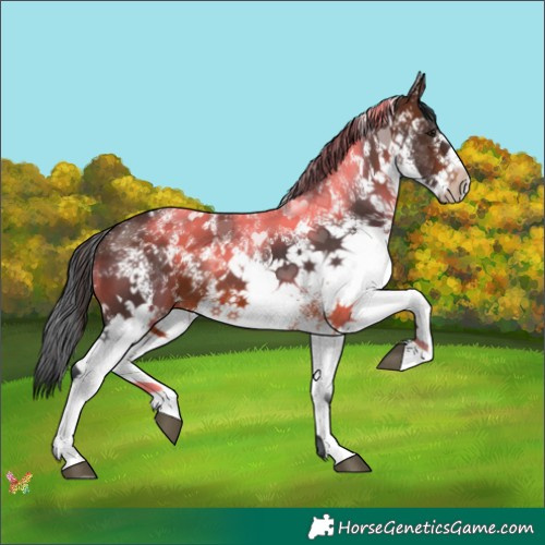 Horse Color:White Spotted Brown 