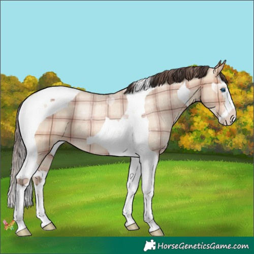 Horse Color:Plaid  Amber Champagne Dun Splash Tobiano 