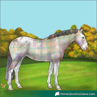 Horse Color:Nacre Plaid  Bay Onyx Splash Appaloosa 