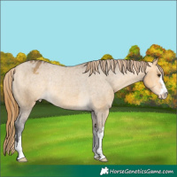 Horse Color:Buckskin Dun Appaloosa Rabicano 
