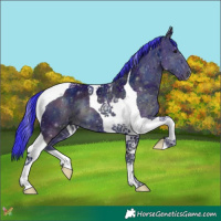 Horse Color:Watercolor Midnight Smoky Black Ice Tobiano 