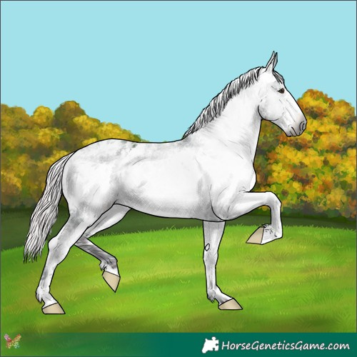 Horse Color:Gray Watercolor Midnight Chocolate Palomino Sabino Varnish 
