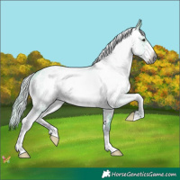 Horse Color:Gray Watercolor Liver Chestnut Sabino Appaloosa 