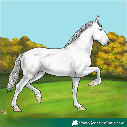 Horse Color:Gray Watercolor White Spotted Palomino Splash Appaloosa 