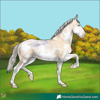 Horse Color:Palomino Pearl Sabino Splash 