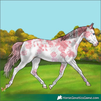 Horse Color:Smoky Creme Sabino Splash 