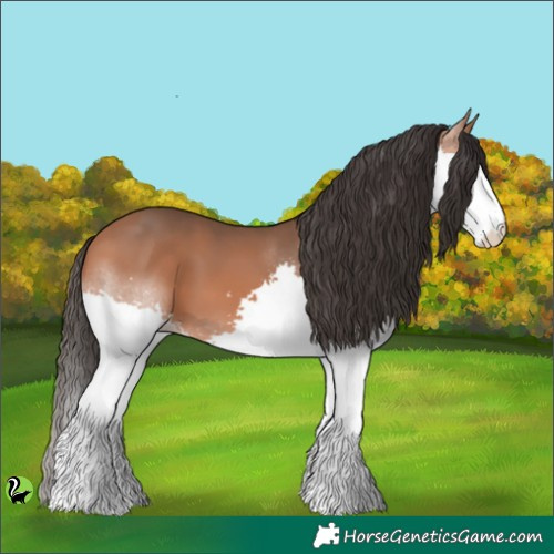 Horse Color:Bay Splash 