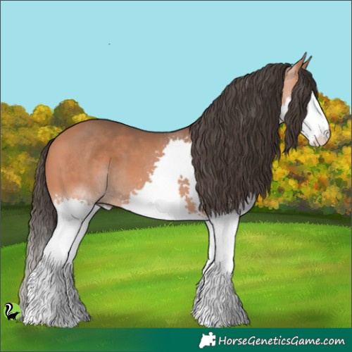 Horse Color:Bay Splash 