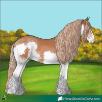 Horse Color:Chestnut Splash 