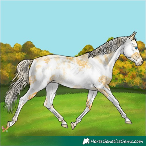 Horse Color:Palomino Pearl Sabino Splash 