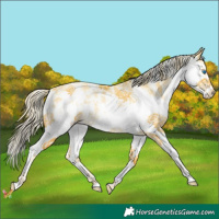Horse Color:Palomino Pearl Sabino Splash 