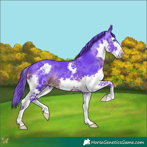 Horse Color:Watercolor Black Splash