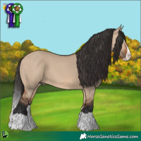 Horse Color:Bay Dun Splash 