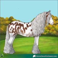 Horse Color:Silver Brown Splash Near Leopard 