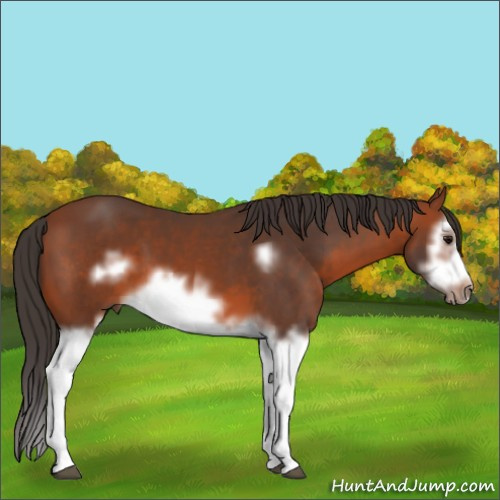 Horse Color:Bay Splash Frame