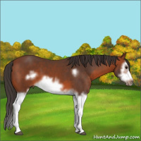 Horse Color:Bay Splash Frame